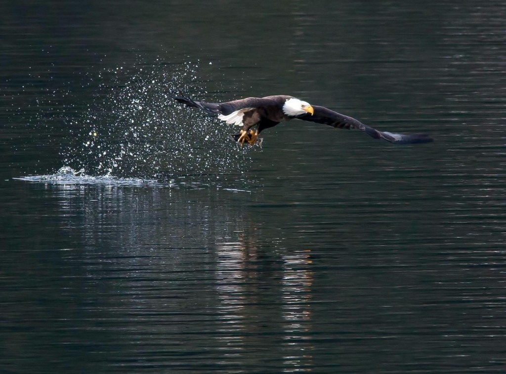 Eagle on Lake Cour d'Alene